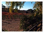 Santa Ynez Wine Country