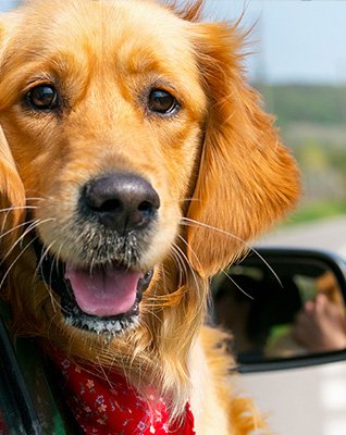  Dog traveling in car