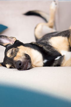 Studio 6 Pets welcome