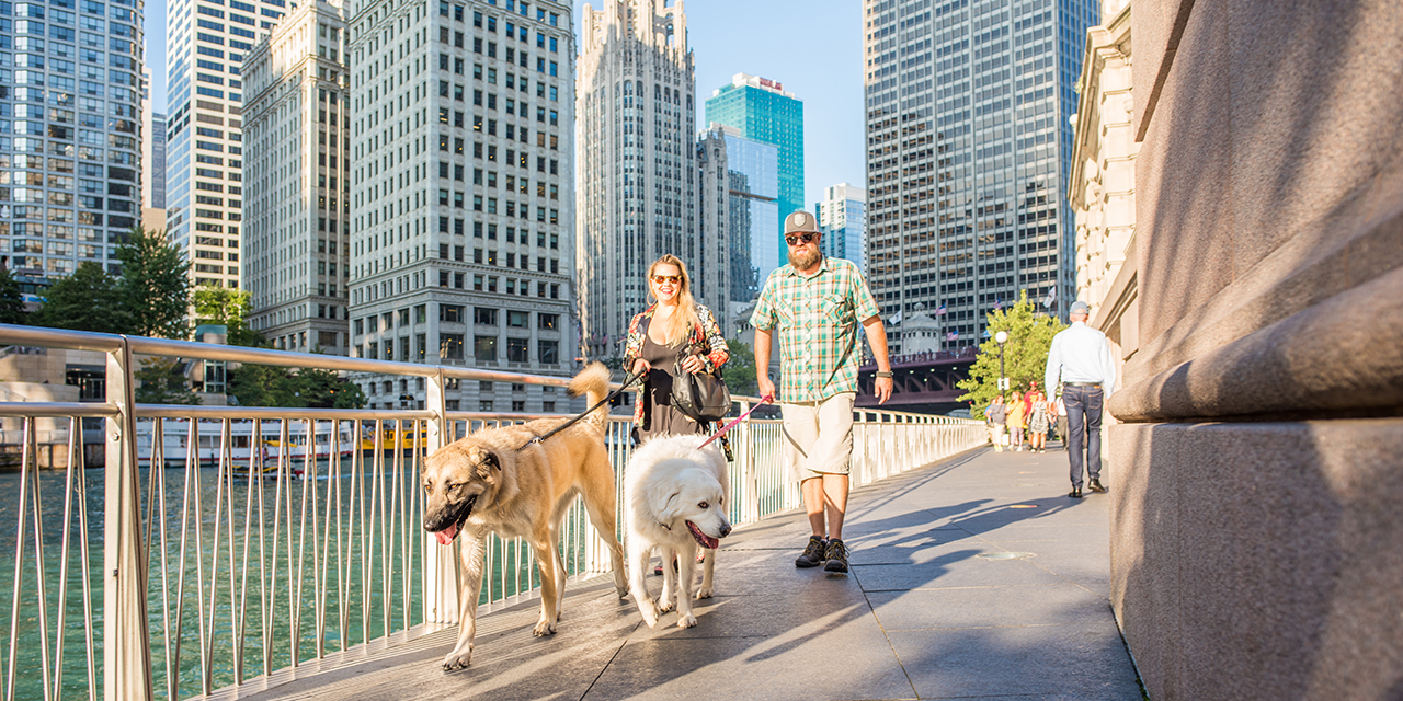 Can You Bring Dogs To City Walk